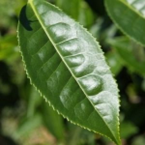 Vì Sao Giống Trà Benifuuki Được Dùng Để Làm Trà Đen?